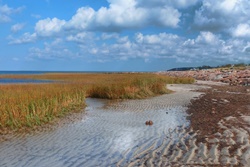 dog beach in Brewster, near cape cod