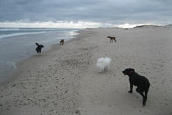 doggy daycare in cape cod