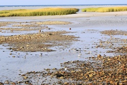 Chapin Beach conservation area