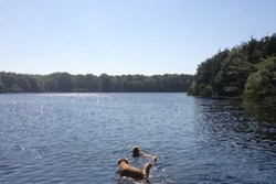 dog park in dennis, near cape cod