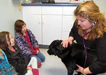 falmouth animal hospital pet friendly veterinarians in cape cod