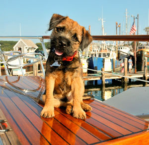 travel with dog in cape cod